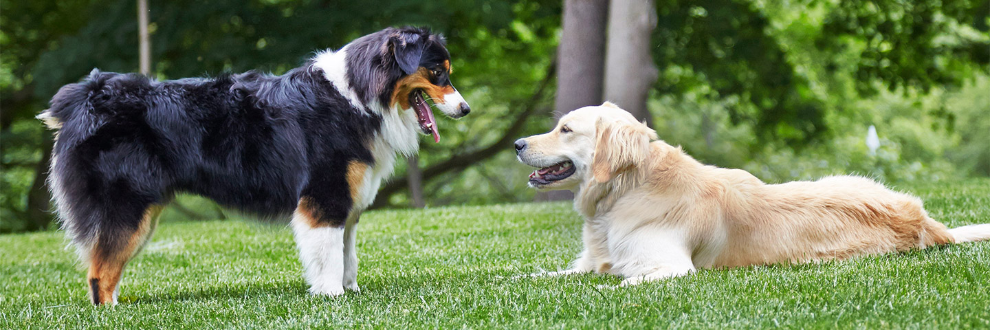 DogWatch of Central Kentucky, Lexington, Kentucky | Outdoor Hidden Dog Fences Slider Image