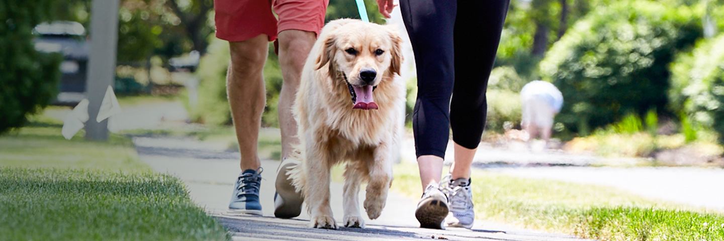 DogWatch of Central Kentucky, Lexington, Kentucky | SideWalker Leash Trainer Slider Image