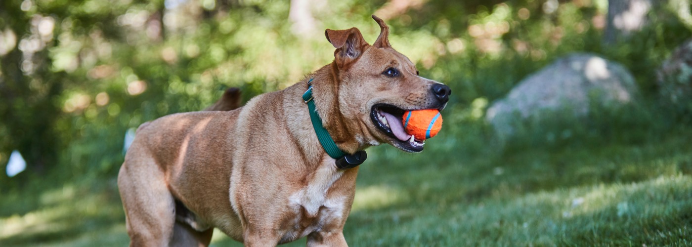 DogWatch of Central Kentucky, Lexington, Kentucky | ProFenceX Slider Image